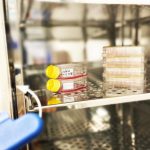 Culture of cell lines